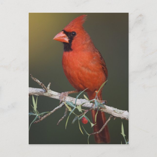Carte Postale Cardinal du Nord, Cardinalis cardinalis, homme (Devant)