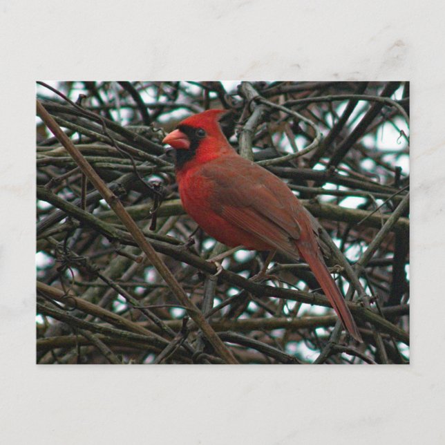 Carte Postale Cardinal du Nord dans la vigne de raisin (Devant)