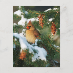 Carte Postale Cardinal du Nord dans l'arbre, Illinois