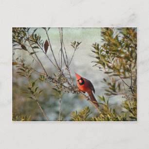 Carte Postale Cardinal du Nord en Myrte de cire