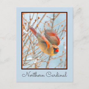 Carte Postale Cardinal du Nord en Vol - Photographie Originale