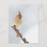 Cardinal du Nord féminin dans la neige Photo