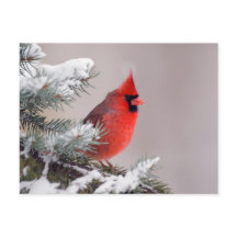 Cardinal Du Nord Perché Dans Un Arbre
