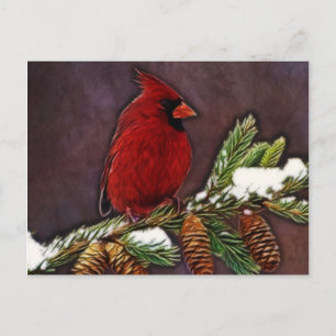 Carte Postale Cardinal et Pinecones