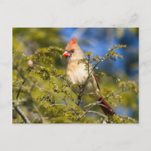 Carte Postale Cardinal Féminin En À feuillage persistant