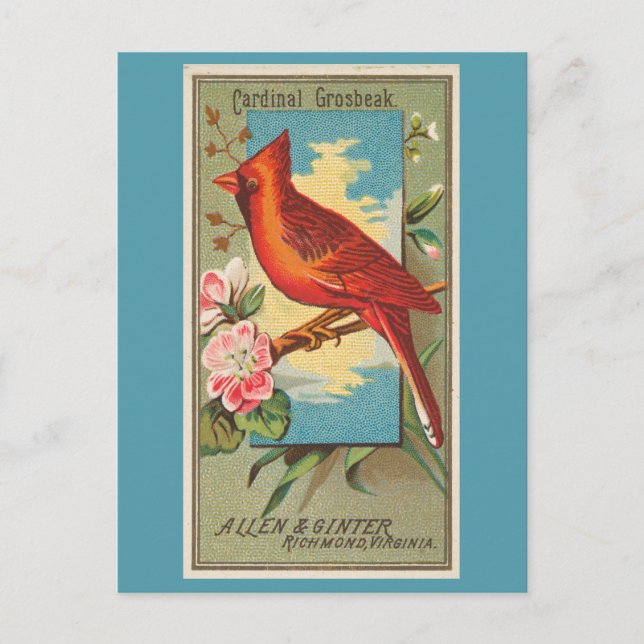 Carte Postale Cardinal Grosbeak (Devant)