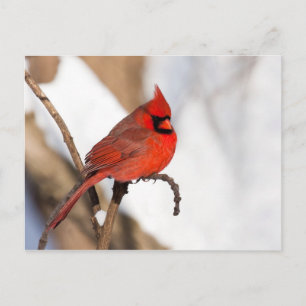 Carte Postale Cardinal II