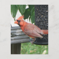 Cardinal masculin