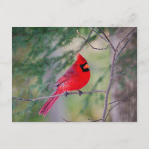 Carte Postale Cardinal Pose