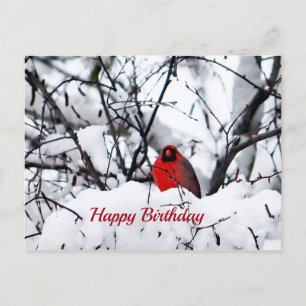 Carte Postale Cardinal Redbird Photo Anniversaire