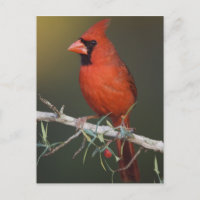 Cardinal rouge, Cardinalis cardinalis, mâle