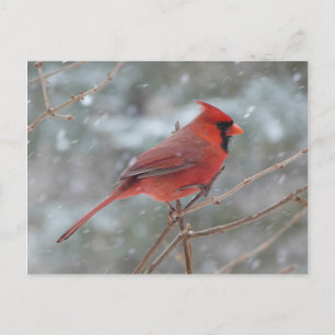 Carte Postale Cardinal rouge dans la neige