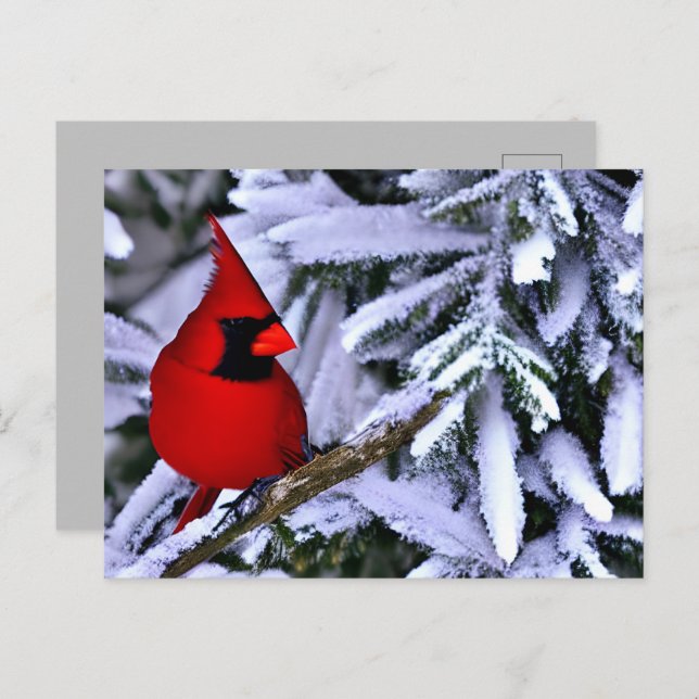 Carte Postale Cardinal rouge d'hiver (Devant / Derrière)
