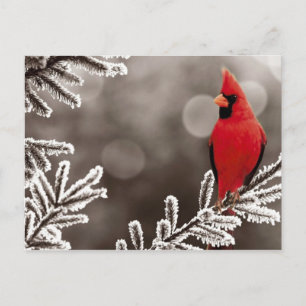 Carte Postale Cardinal rouge en hiver