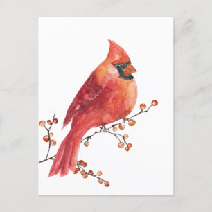 Carte Postale Cardinal Rouge Manger Winter Ilex Berries