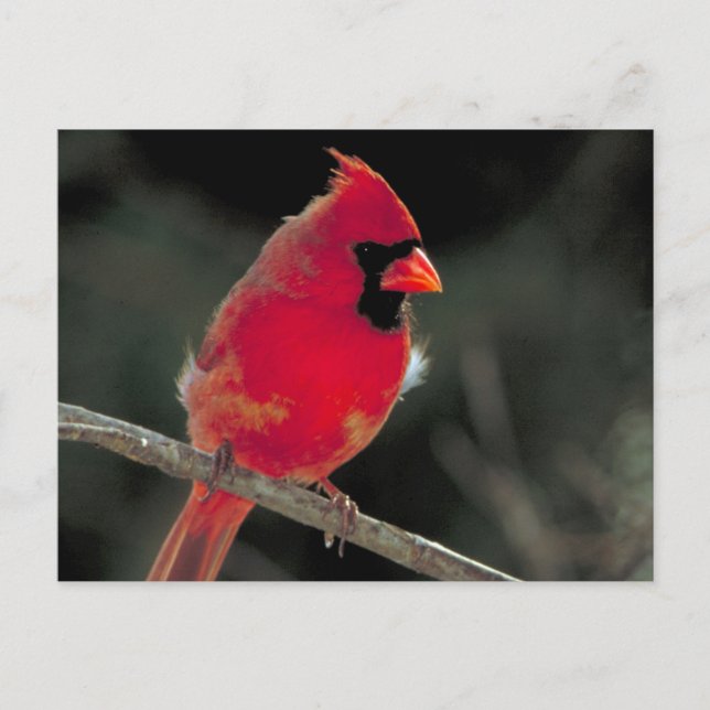 Carte Postale Cardinal rouge perché sur une branche d'arbre (Devant)