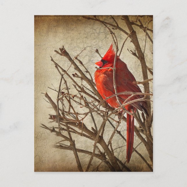 Carte Postale Cardinal rouge - Texture Brown (Devant)