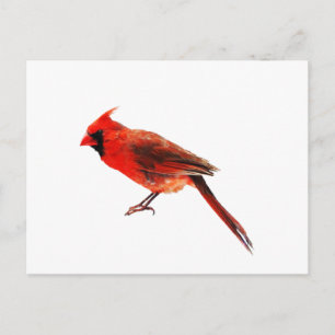 Carte Postale Cardinal(s)