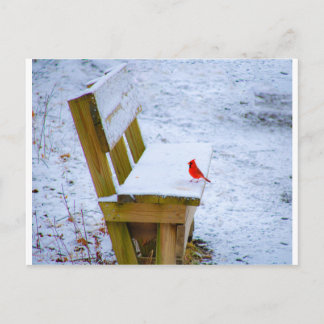 Carte Postale cardinal sur le banc