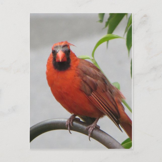 Carte Postale Cardinal sur le chargeur (Devant)