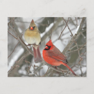 Carte Postale Cardinaux du Nord