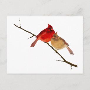 Carte Postale cardinaux sur une branche