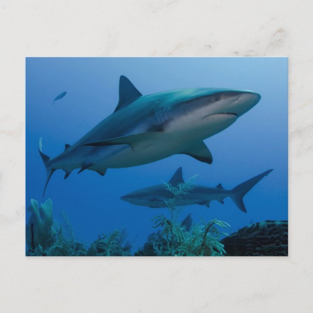 Carte Postale Caribbean Reef Shark (Devant)