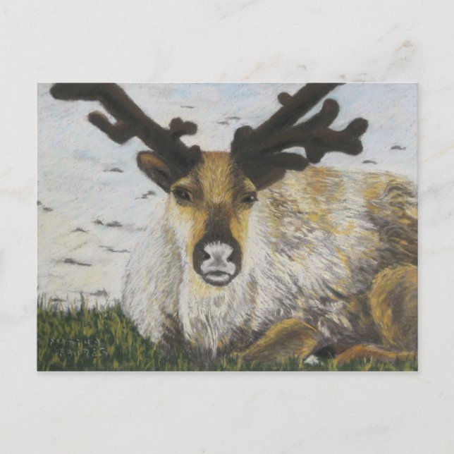 Carte Postale Caribou (Devant)