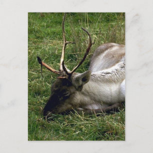 Carte Postale Caribou