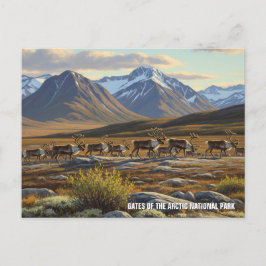 Carte Postale Caribou aux portes du parc national de l'Arctique