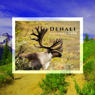 Carte Postale Caribou Buck, Antlers d'automne, Parc national de