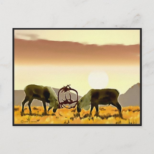 Carte Postale Caribou Duel (Devant)