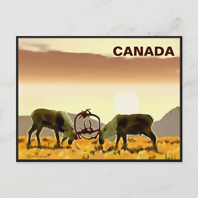Carte Postale Caribou Duel - Canada (Devant)