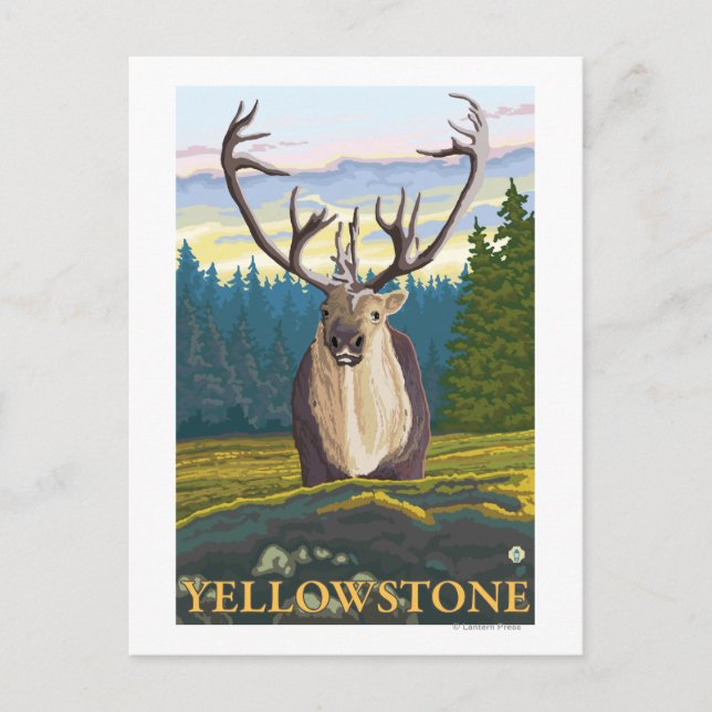 Carte Postale Caribou en pleine nature - Yellowstone National (Devant)