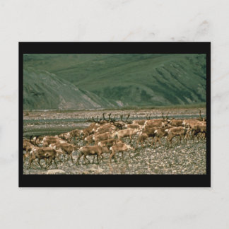 Carte Postale Caribou, Réserve nationale de faune de l'Arctique