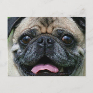 Carte Postale Carlin