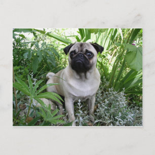 Carte Postale carlin assis