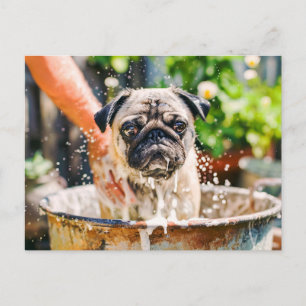 Carte Postale Carlin baigné dans un seau d'eau