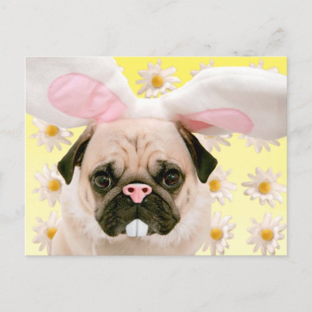 Carte Postale Carlin Bunny Ears (Devant)
