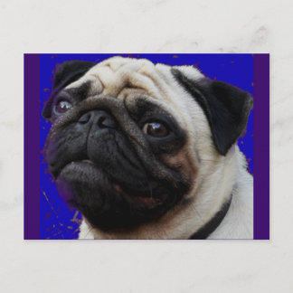 Carte Postale Carlin () : Cadeaux (Gifts) : visage adorable