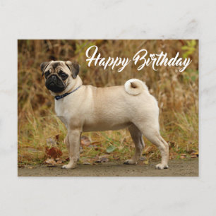 Carte postale Carlin Chien Chien Chien Chien Heure
