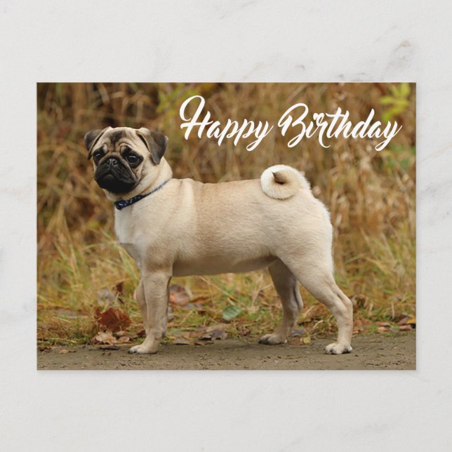 Carte postale Carlin Chien Chien Chien Chien Heure (Devant)