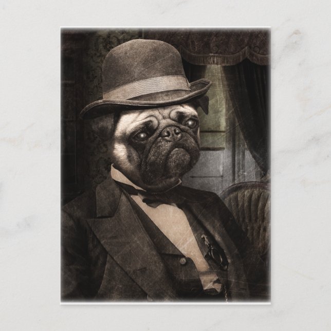 Carte Postale Carlin Chien Dapper Gent (Devant)