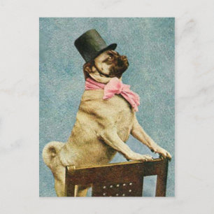 Carte postale carlin Chien Tophat