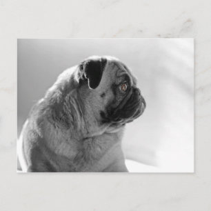 Carte Postale Carlin dans le profil