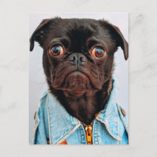 Carte Postale Carlin en Denim Jackey Cute Adorable Chien Chien C
