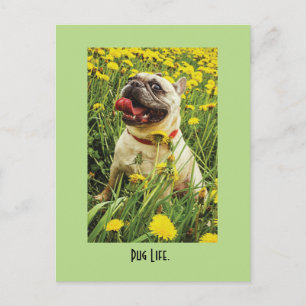 Carte postale carlin Life Dog