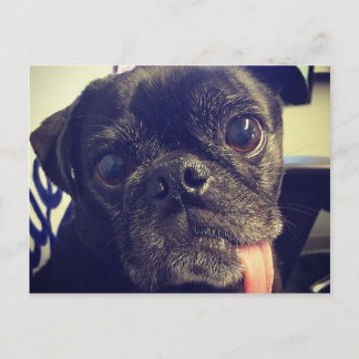 Carte Postale Carlin noir