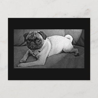 Carte Postale Carlin noir et blanc