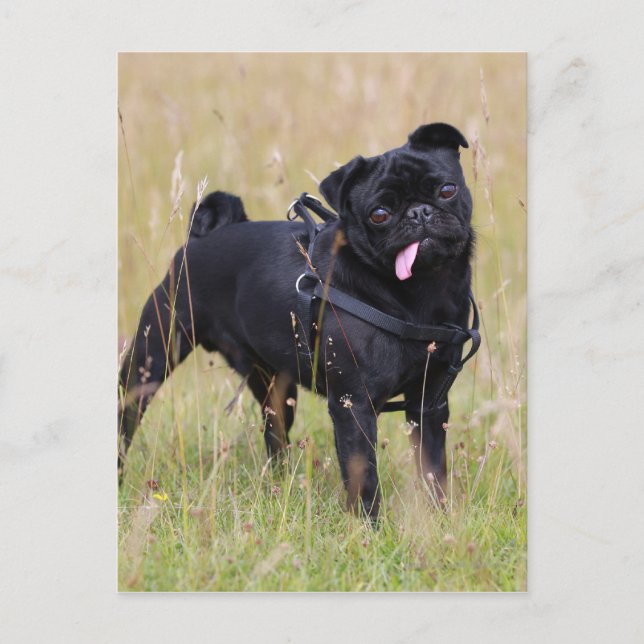 Carte Postale Carlin noir Sticking Out Tounge (Devant)
